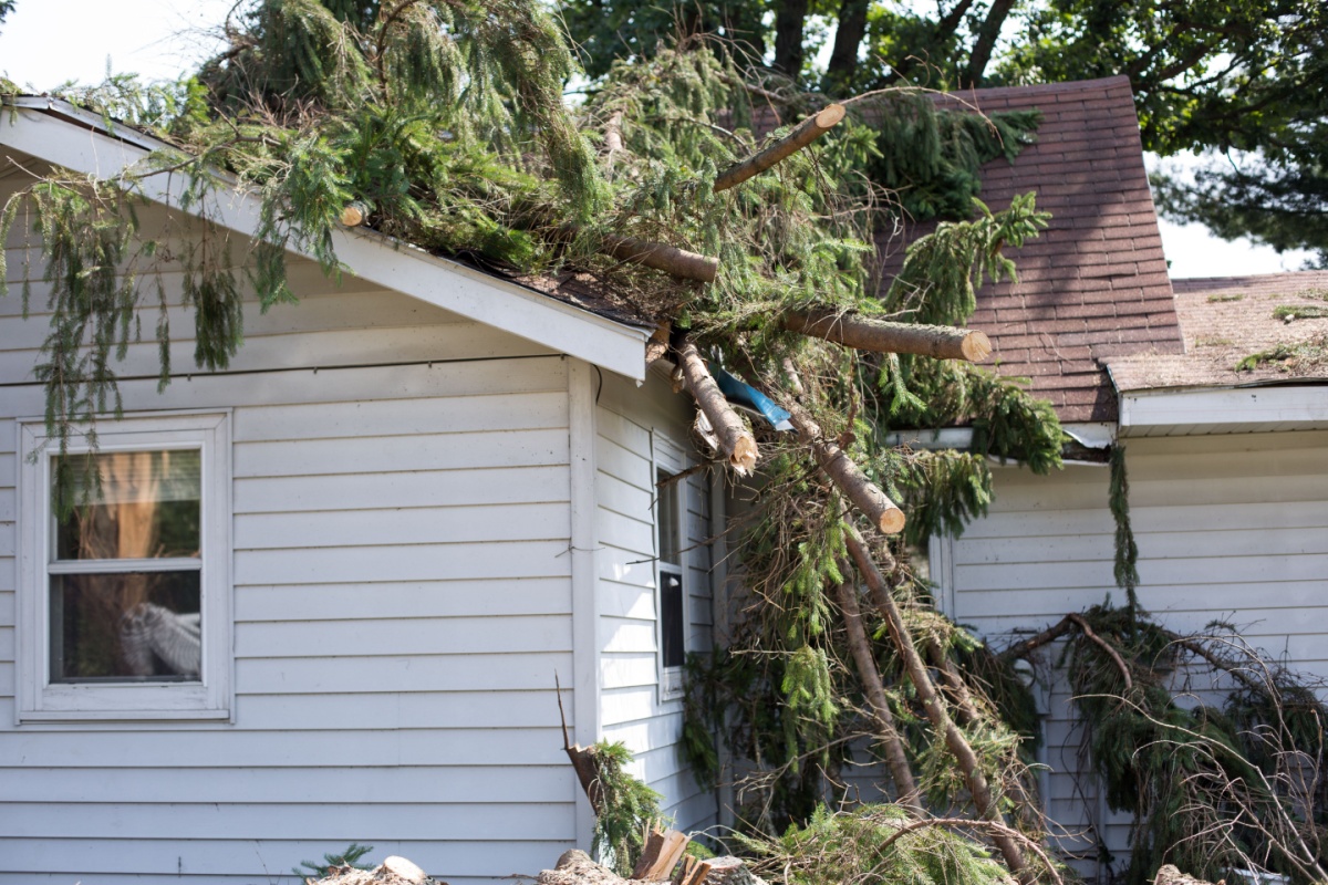 Several pine tree limbs that have crashed into a residential home's roof.
